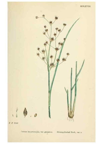 Reproducción/Reproduction 48750481046: English botany, or, Coloured figures of British plants /. London :R. Hardwicke,1863-1886.. 