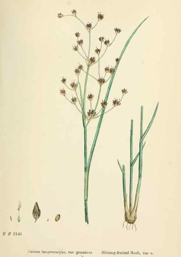 Reproducción/Reproduction 48750481046: English botany, or, Coloured figures of British plants /. London :R. Hardwicke,1863-1886.. 
