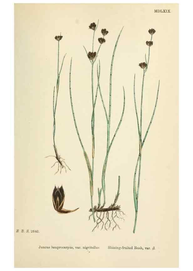 Reproducción/Reproduction 48750154018: English botany, or, Coloured figures of British plants /. London :R. Hardwicke,1863-1886.. 