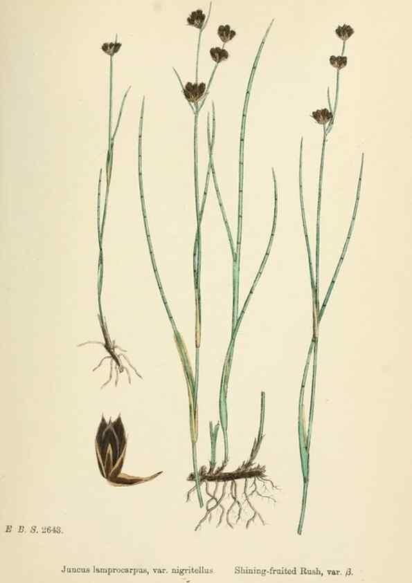 Reproducción/Reproduction 48750154018: English botany, or, Coloured figures of British plants /. London :R. Hardwicke,1863-1886.. 