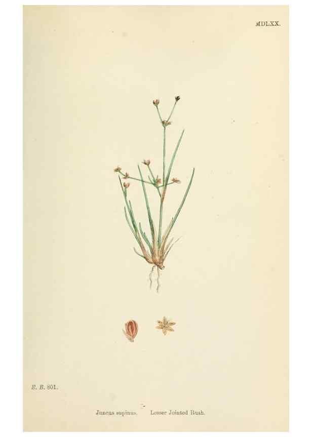 Reproducción/Reproduction 48750670052: English botany, or, Coloured figures of British plants /. London :R. Hardwicke,1863-1886.. 