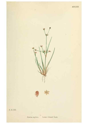 Reproducción/Reproduction 48750670052: English botany, or, Coloured figures of British plants /. London :R. Hardwicke,1863-1886.. 