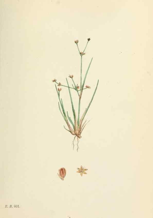 Reproducción/Reproduction 48750670052: English botany, or, Coloured figures of British plants /. London :R. Hardwicke,1863-1886.. 