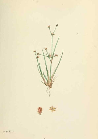 Reproducción/Reproduction 48750670052: English botany, or, Coloured figures of British plants /. London :R. Hardwicke,1863-1886.. 