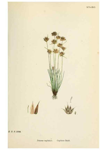 Reproducción/Reproduction 48750482161: English botany, or, Coloured figures of British plants /. London :R. Hardwicke,1863-1886.. 