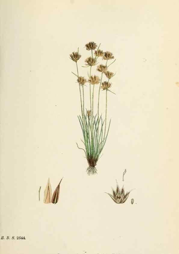Reproducción/Reproduction 48750482161: English botany, or, Coloured figures of British plants /. London :R. Hardwicke,1863-1886.. 