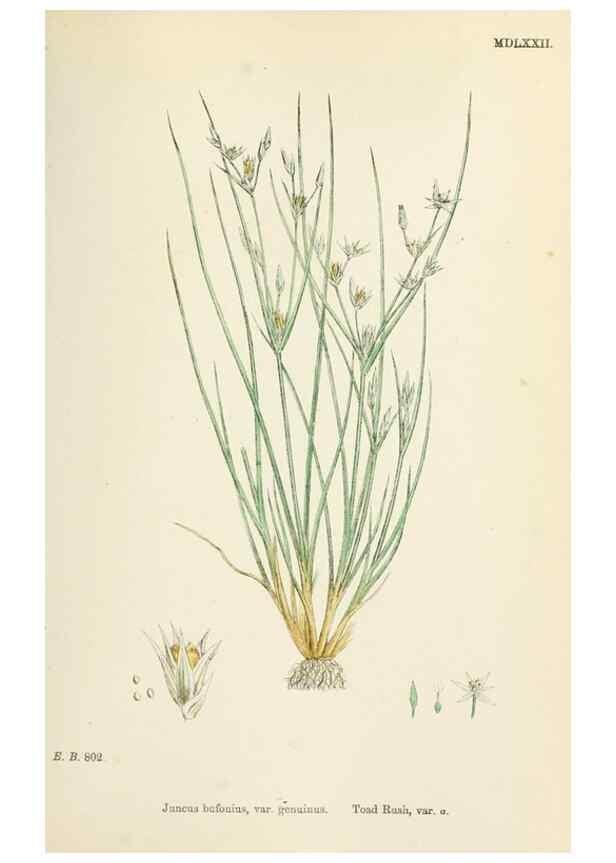 Reproducción/Reproduction 48750482461: English botany, or, Coloured figures of British plants /. London :R. Hardwicke,1863-1886.. 