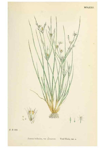 Reproducción/Reproduction 48750482461: English botany, or, Coloured figures of British plants /. London :R. Hardwicke,1863-1886.. 