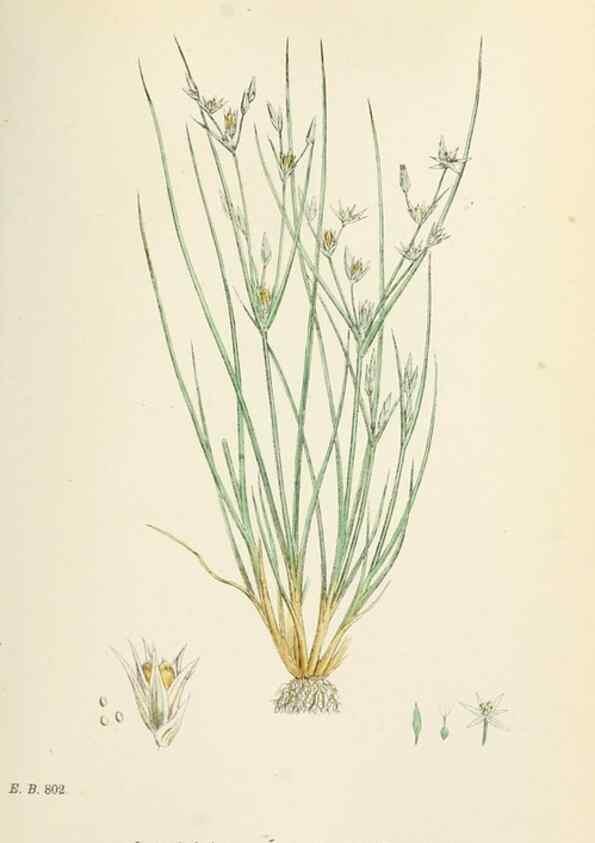 Reproducción/Reproduction 48750482461: English botany, or, Coloured figures of British plants /. London :R. Hardwicke,1863-1886.. 