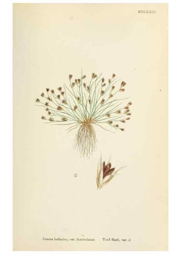 Reproducción/Reproduction 48750155228: English botany, or, Coloured figures of British plants /. London :R. Hardwicke,1863-1886.. 