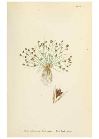 Reproducción/Reproduction 48750155228: English botany, or, Coloured figures of British plants /. London :R. Hardwicke,1863-1886.. 