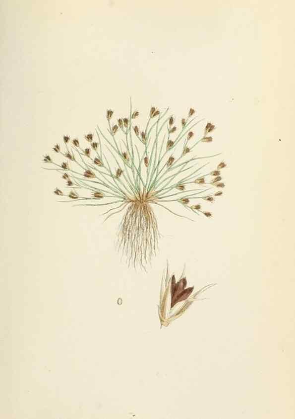 Reproducción/Reproduction 48750155228: English botany, or, Coloured figures of British plants /. London :R. Hardwicke,1863-1886.. 