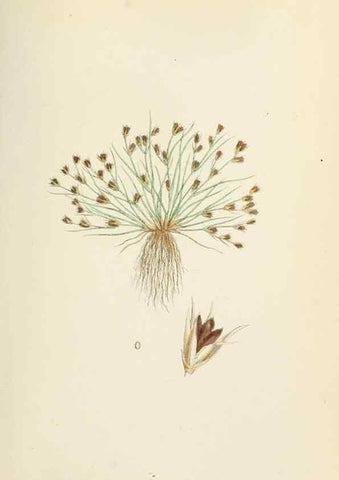 Reproducción/Reproduction 48750155228: English botany, or, Coloured figures of British plants /. London :R. Hardwicke,1863-1886.. 