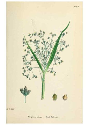 Reproducción/Reproduction 48750499561: English botany, or, Coloured figures of British plants /. London :R. Hardwicke,1863-1886.. 