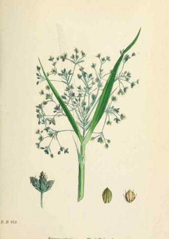 Reproducción/Reproduction 48750499561: English botany, or, Coloured figures of British plants /. London :R. Hardwicke,1863-1886.. 
