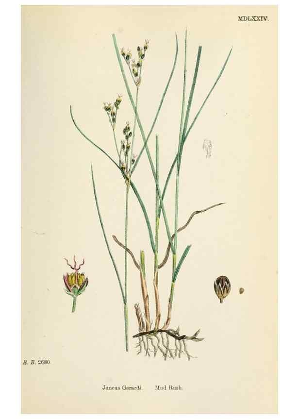 Reproducción/Reproduction 48750483101: English botany, or, Coloured figures of British plants /. London :R. Hardwicke,1863-1886.. 