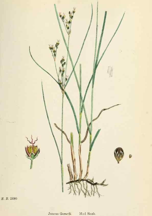 Reproducción/Reproduction 48750483101: English botany, or, Coloured figures of British plants /. London :R. Hardwicke,1863-1886.. 