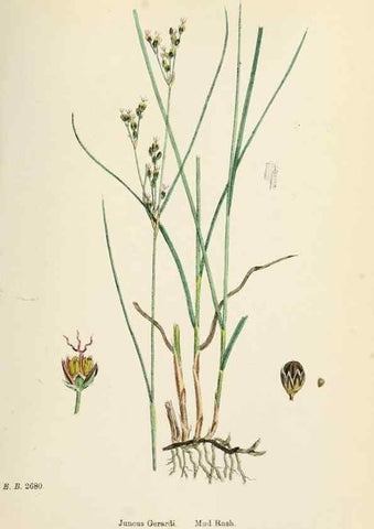Reproducción/Reproduction 48750483101: English botany, or, Coloured figures of British plants /. London :R. Hardwicke,1863-1886.. 