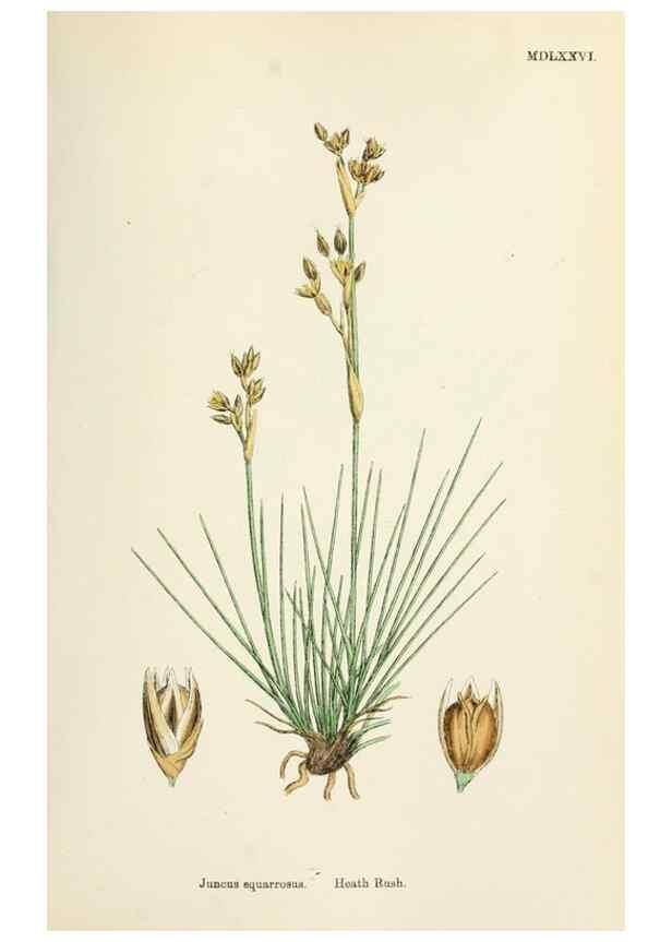 Reproducción/Reproduction 48750483756: English botany, or, Coloured figures of British plants /. London :R. Hardwicke,1863-1886.. 