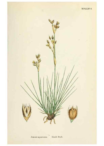 Reproducción/Reproduction 48750483756: English botany, or, Coloured figures of British plants /. London :R. Hardwicke,1863-1886.. 