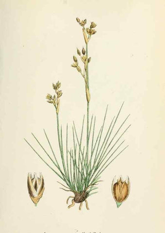 Reproducción/Reproduction 48750483756: English botany, or, Coloured figures of British plants /. London :R. Hardwicke,1863-1886.. 