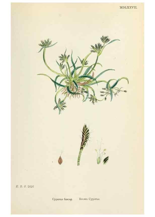 Reproducción/Reproduction 48750672142: English botany, or, Coloured figures of British plants /. London :R. Hardwicke,1863-1886.. 