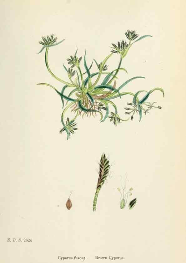 Reproducción/Reproduction 48750672142: English botany, or, Coloured figures of British plants /. London :R. Hardwicke,1863-1886.. 