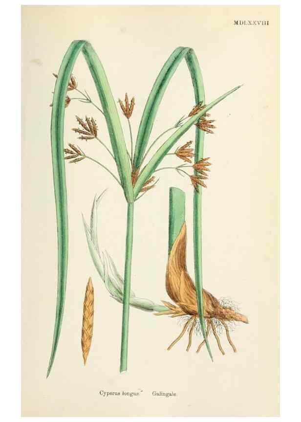 Reproducción/Reproduction 48750672487: English botany, or, Coloured figures of British plants /. London :R. Hardwicke,1863-1886.. 
