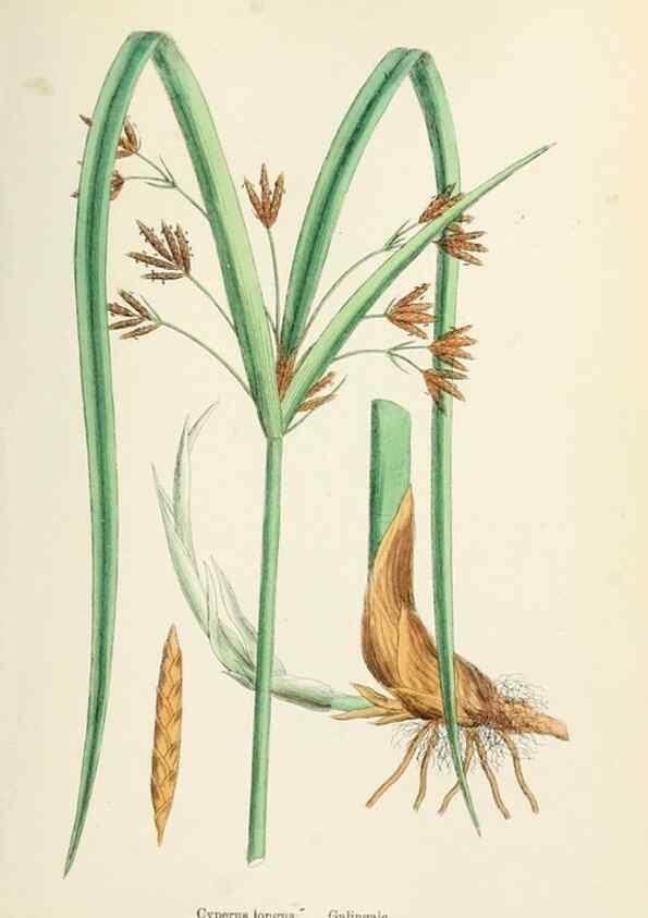Reproducción/Reproduction 48750672487: English botany, or, Coloured figures of British plants /. London :R. Hardwicke,1863-1886.. 