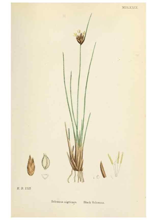 Reproducción/Reproduction 48750157218: English botany, or, Coloured figures of British plants /. London :R. Hardwicke,1863-1886.. 