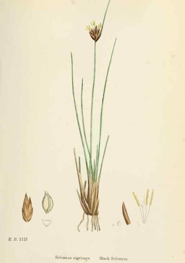 Reproducción/Reproduction 48750157218: English botany, or, Coloured figures of British plants /. London :R. Hardwicke,1863-1886.. 