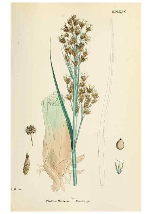 Reproducción/Reproduction 48750157523: English botany, or, Coloured figures of British plants /. London :R. Hardwicke,1863-1886.. 