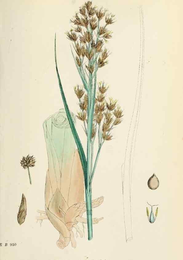 Reproducción/Reproduction 48750157523: English botany, or, Coloured figures of British plants /. London :R. Hardwicke,1863-1886.. 
