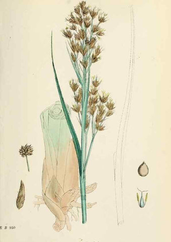 Reproducción/Reproduction 48750157523: English botany, or, Coloured figures of British plants /. London :R. Hardwicke,1863-1886.. 