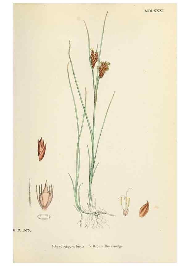 Reproducción/Reproduction 48750157898: English botany, or, Coloured figures of British plants /. London :R. Hardwicke,1863-1886.. 