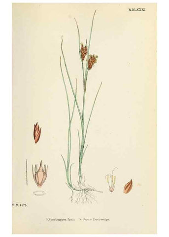 Reproducción/Reproduction 48750157898: English botany, or, Coloured figures of British plants /. London :R. Hardwicke,1863-1886.. 