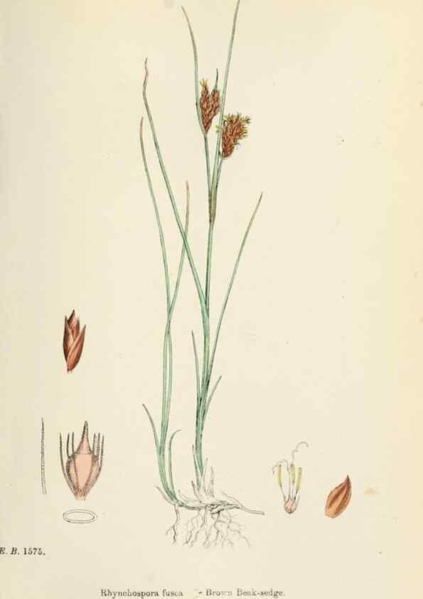 Reproducción/Reproduction 48750157898: English botany, or, Coloured figures of British plants /. London :R. Hardwicke,1863-1886.. 