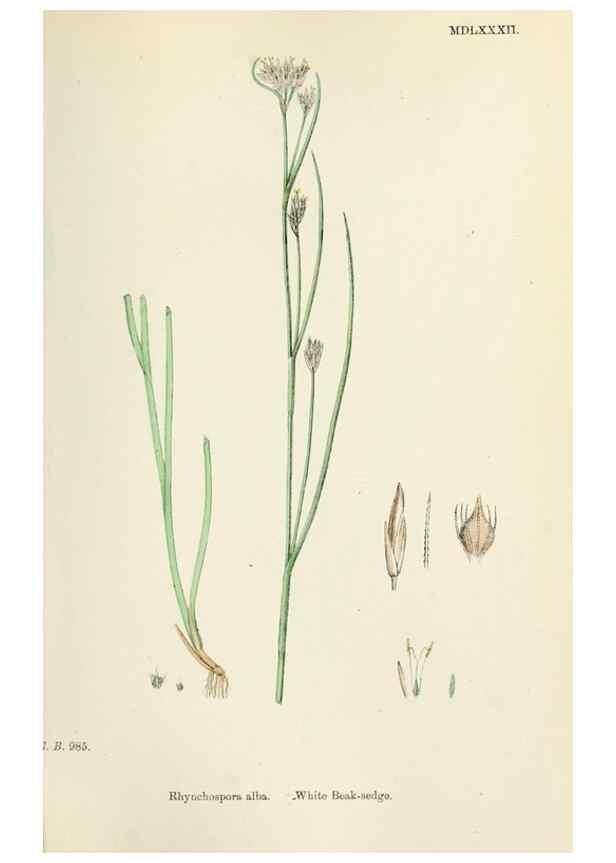 Reproducción/Reproduction 48750486026: English botany, or, Coloured figures of British plants /. London :R. Hardwicke,1863-1886.. 