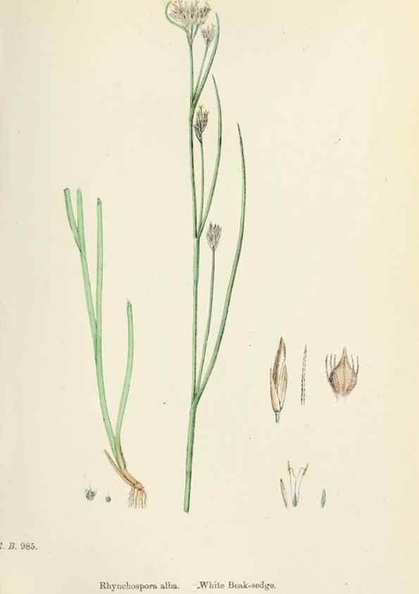 Reproducción/Reproduction 48750486026: English botany, or, Coloured figures of British plants /. London :R. Hardwicke,1863-1886.. 