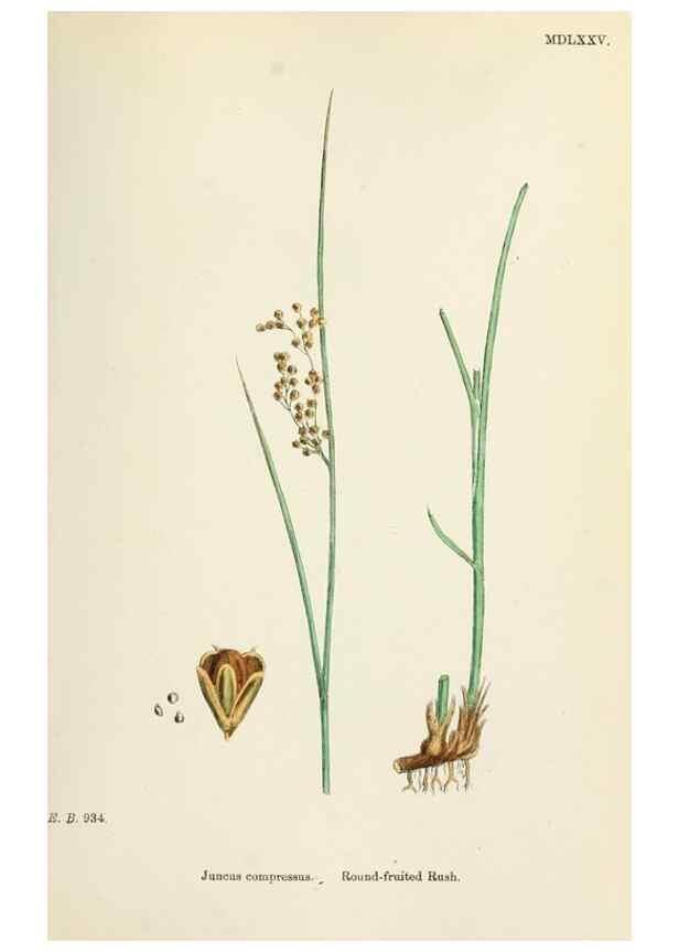 Reproducción/Reproduction 48750671547: English botany, or, Coloured figures of British plants /. London :R. Hardwicke,1863-1886.. 