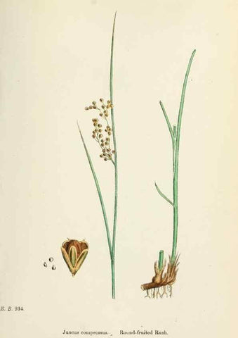 Reproducción/Reproduction 48750671547: English botany, or, Coloured figures of British plants /. London :R. Hardwicke,1863-1886.. 