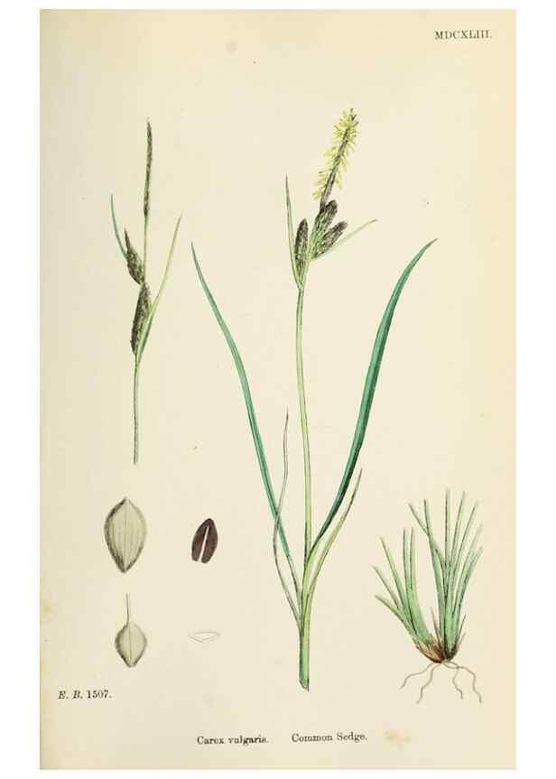 Reproducción/Reproduction 48750513026: English botany, or, Coloured figures of British plants /. London :R. Hardwicke,1863-1886.. 
