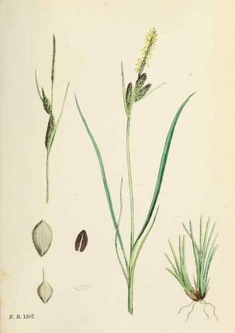 Reproducción/Reproduction 48750513026: English botany, or, Coloured figures of British plants /. London :R. Hardwicke,1863-1886.. 