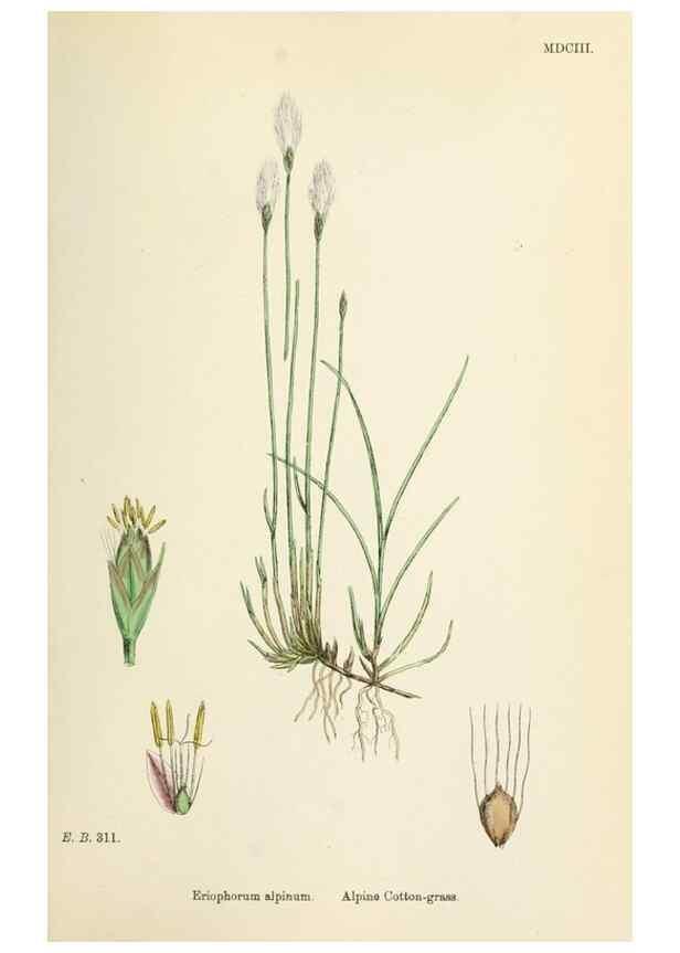 Reproducción/Reproduction 48750687832: English botany, or, Coloured figures of British plants /. London :R. Hardwicke,1863-1886.. 