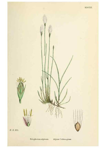 Reproducción/Reproduction 48750687832: English botany, or, Coloured figures of British plants /. London :R. Hardwicke,1863-1886.. 