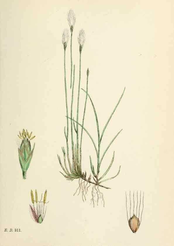 Reproducción/Reproduction 48750687832: English botany, or, Coloured figures of British plants /. London :R. Hardwicke,1863-1886.. 