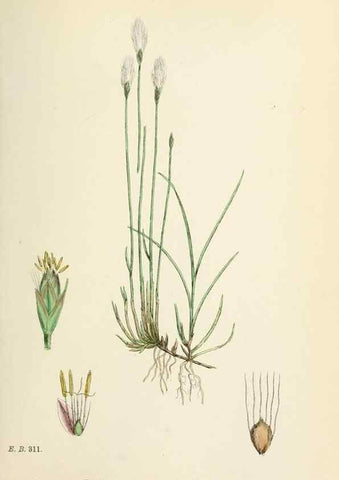 Reproducción/Reproduction 48750687832: English botany, or, Coloured figures of British plants /. London :R. Hardwicke,1863-1886.. 