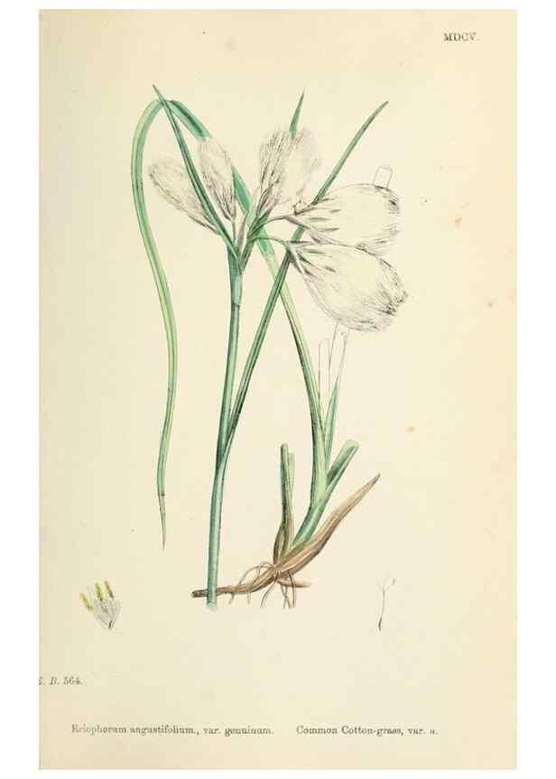 Reproducción/Reproduction 48750500366: English botany, or, Coloured figures of British plants /. London :R. Hardwicke,1863-1886.. 
