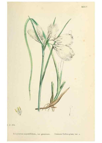 Reproducción/Reproduction 48750500366: English botany, or, Coloured figures of British plants /. London :R. Hardwicke,1863-1886.. 