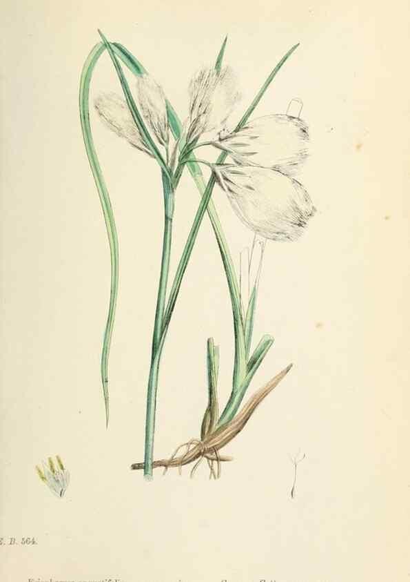 Reproducción/Reproduction 48750500366: English botany, or, Coloured figures of British plants /. London :R. Hardwicke,1863-1886.. 